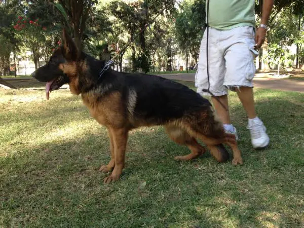 V Galia Von Torresland