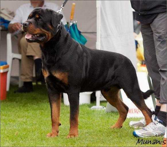 Bundessieger 2011, VDH-Champion, ADRK-Champion Mambo von der Südpfalz