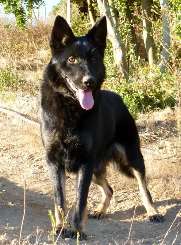 Tatanka van de Verpihoeve