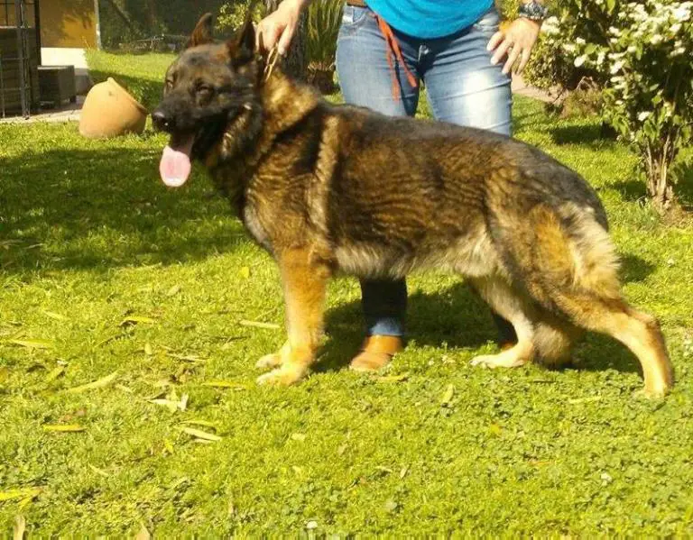 Tyson van de Verpihoeve