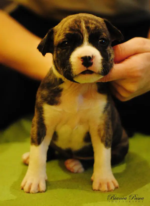 Crazy Crys Total Rebelion