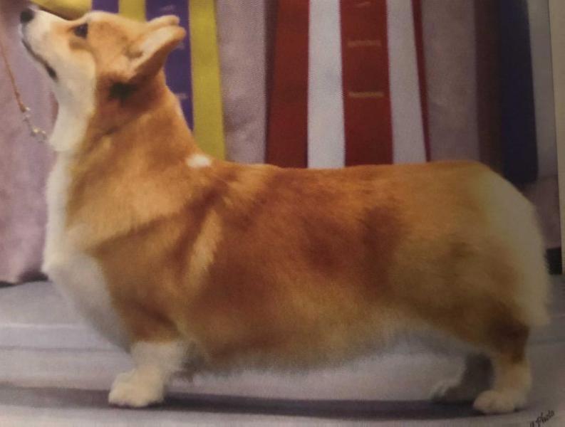 GCH Rosewood Sea Shell