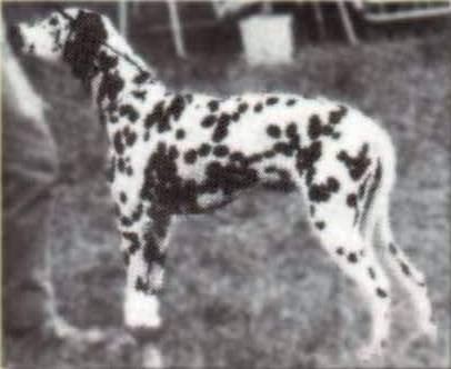 N UCH Zoomik's Happy Girl