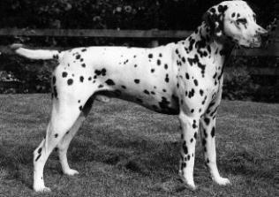 INT N S UCH Dalmo's Fireman