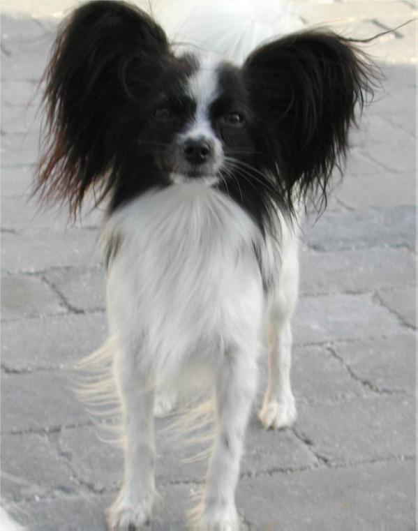 Crown's best Gitte of rocky