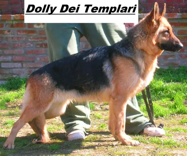 Dolly Dei Templari