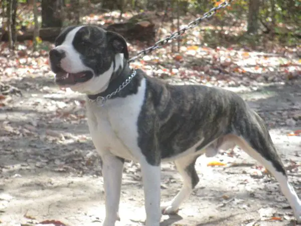 Fuqua's Gunner of A.S.