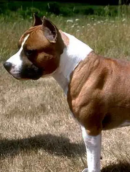 3R.CAC 2R.CACIB PRM A-Hunter