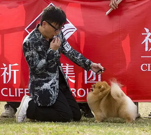 HK CH. AC Dynasty Loverboy of Dave