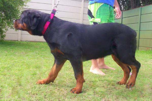 Spartan Cloe