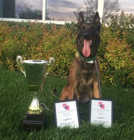 2016 United States Mondio Ring Association National Champion I'Repo du Loups du Soleil