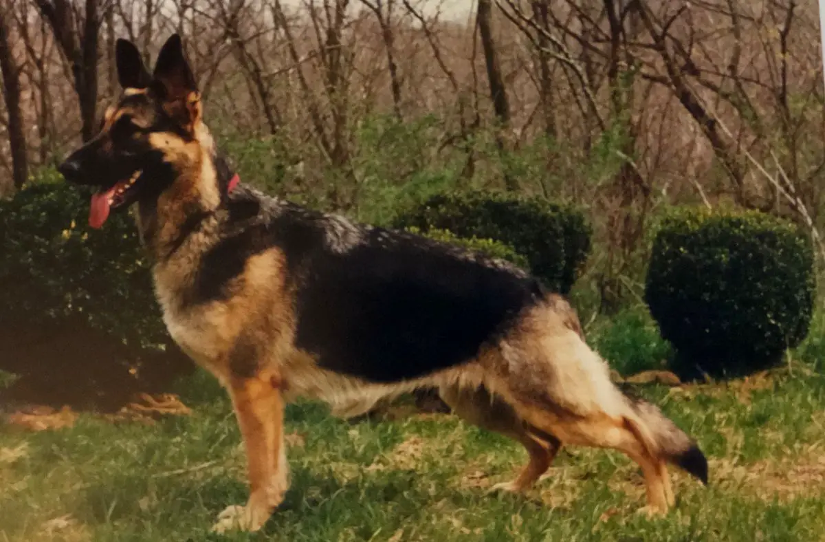 Yellow Ribbon of Jada Edan