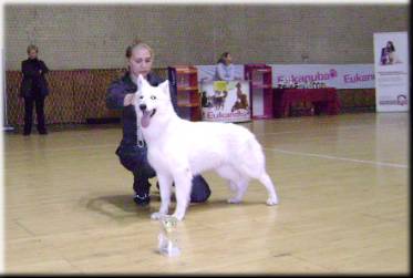 RU JCH, BY, UA CH Non Stop Winner Baltic Beauty