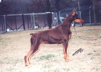 Glenda Red de Black Shadow