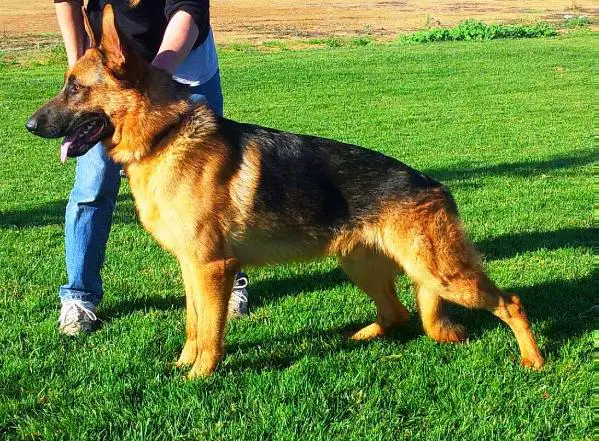 Redwood Run's Angus vom Haus Drage