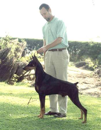 Charleston Year Of Joy