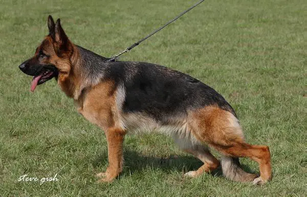 V Chanel vom Enderle