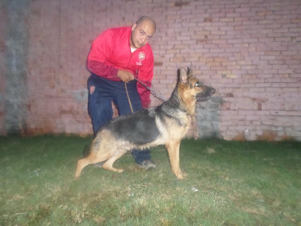 Sorea GSD