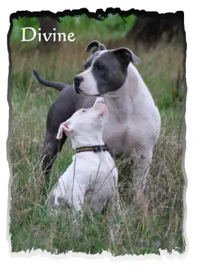 Dark woman des bentleys d'argent