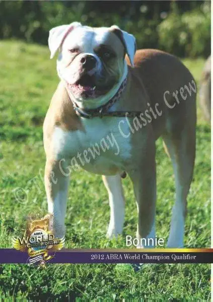 UKC CHAMPION Texas Pride's Bonnie Blue of Buff Bullies