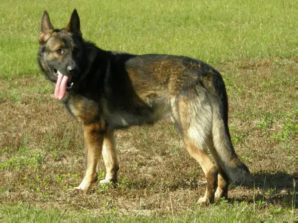 Auggie Don-Zafir (Cato)