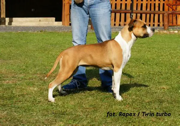 CH GOLDEN BLAZE Rapax