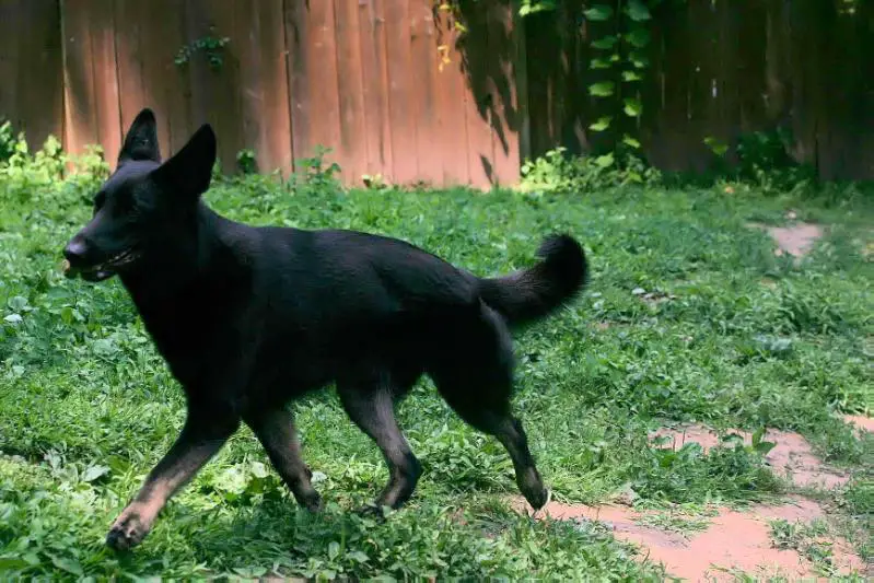 Keepsake's Evening of the Dove