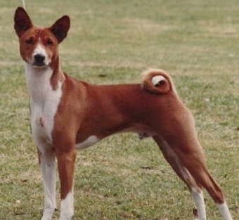CH (AUST) Baagna Erastus