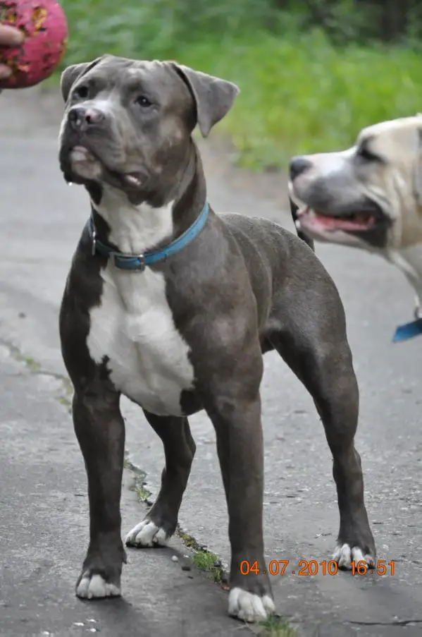 TYCI TYCI GLADIATOR Pokerowy Żywot