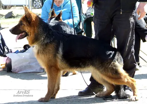 De  Orse  Mak Flai Delika