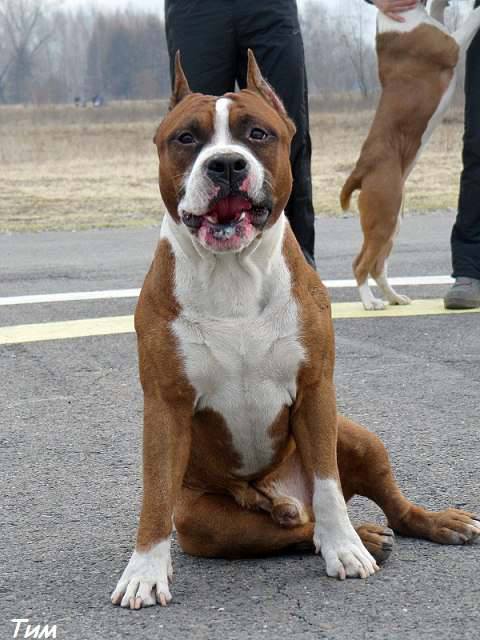 JCH RUS, Golden Falcon Angel Red Flame