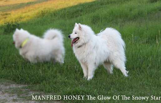 MANFRED HONEY The Glow of the Snowy Star