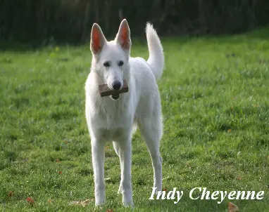 Indy Cheyenne von Amira Asagera