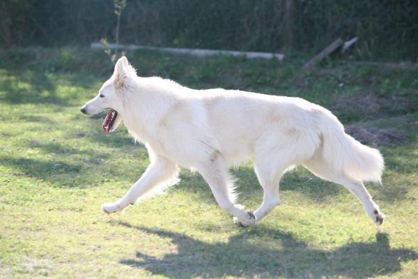 Sueños de Brisa Atos