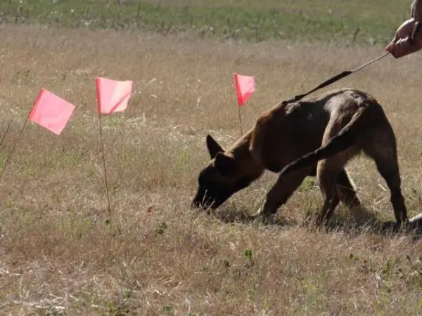 Lea van het Groot Wezenland