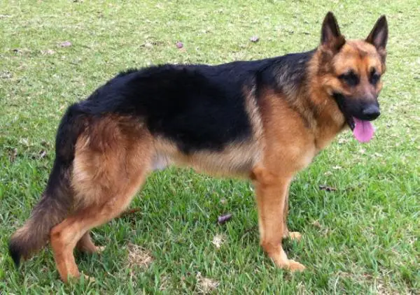 Lasko Von Der Millan