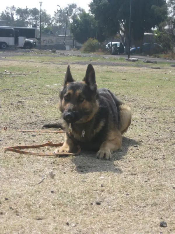 Apolo of k-9 top training