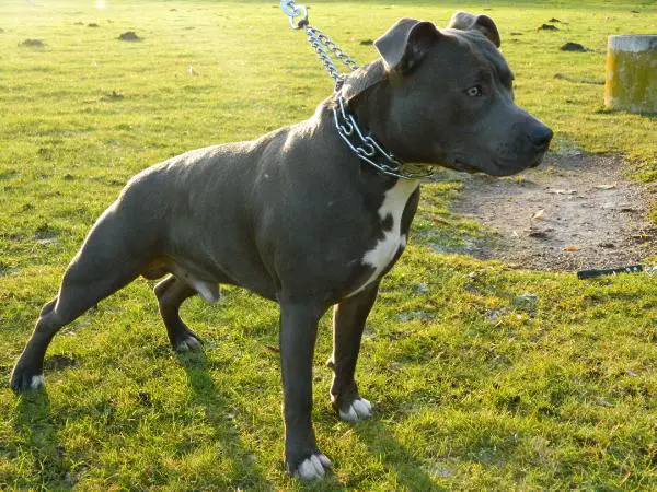 World Staff Spirit Houston (ataxie clear)