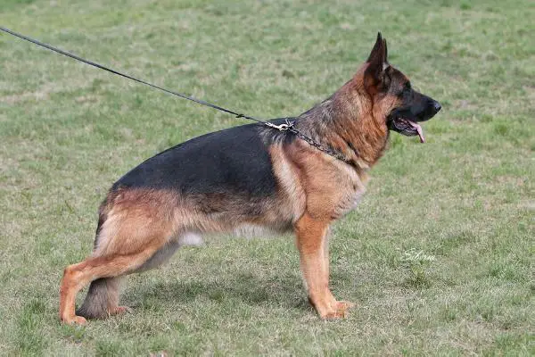 V 1 Iceman von Godalis