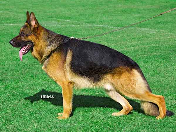 VA3 (FR) 2015 Gordon de naphil