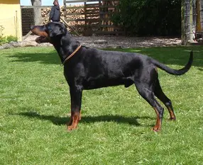 Frisko von der Mooreiche