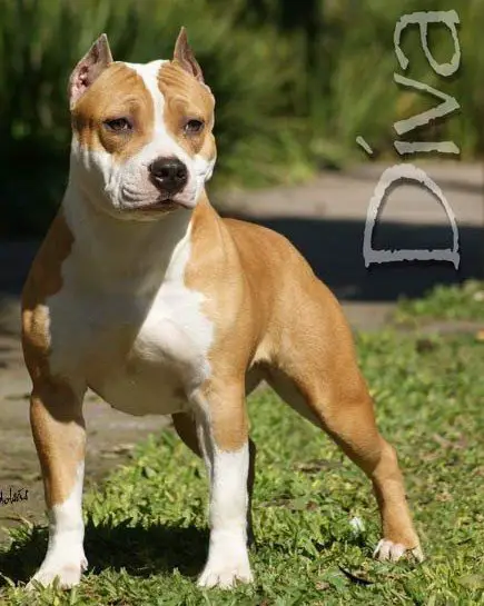 INT CH, GR BR CH Champion´s line & new staff diva