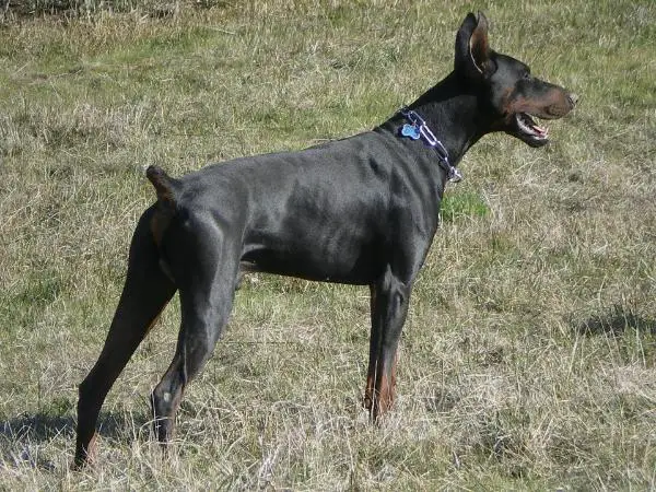 Thunder Valley Dobe's Thor