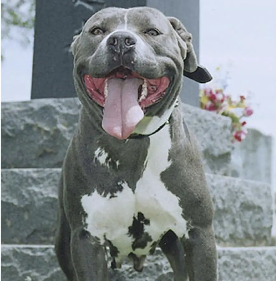 CERVANTES' DEJA VU QUEEN