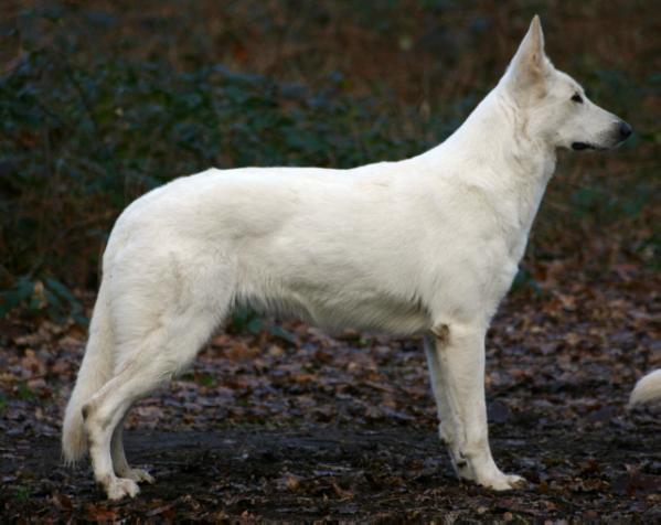 CH FRANCE Vvhite Shadow du Royaume de la Louve Blanche