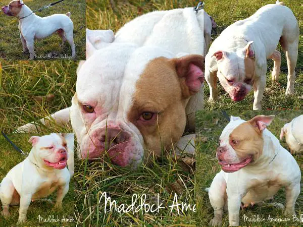 Maddock's Maddona of Nitrobulls