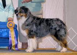 HOF AKC/ASCA CH Harmony Hill's True Lies