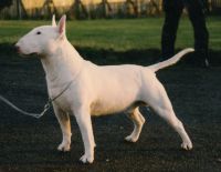 ARICON ARUM NORTHERN RULER