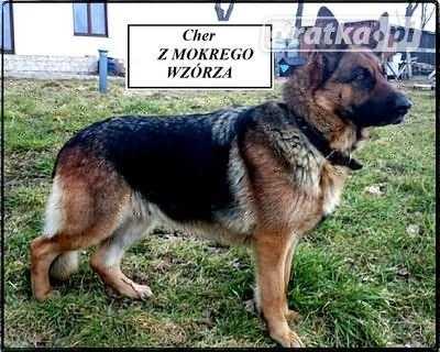 Cher Z MOKREGO WZGÓRZA