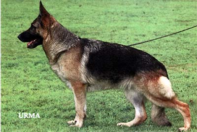 V Orli vom Hasenborn